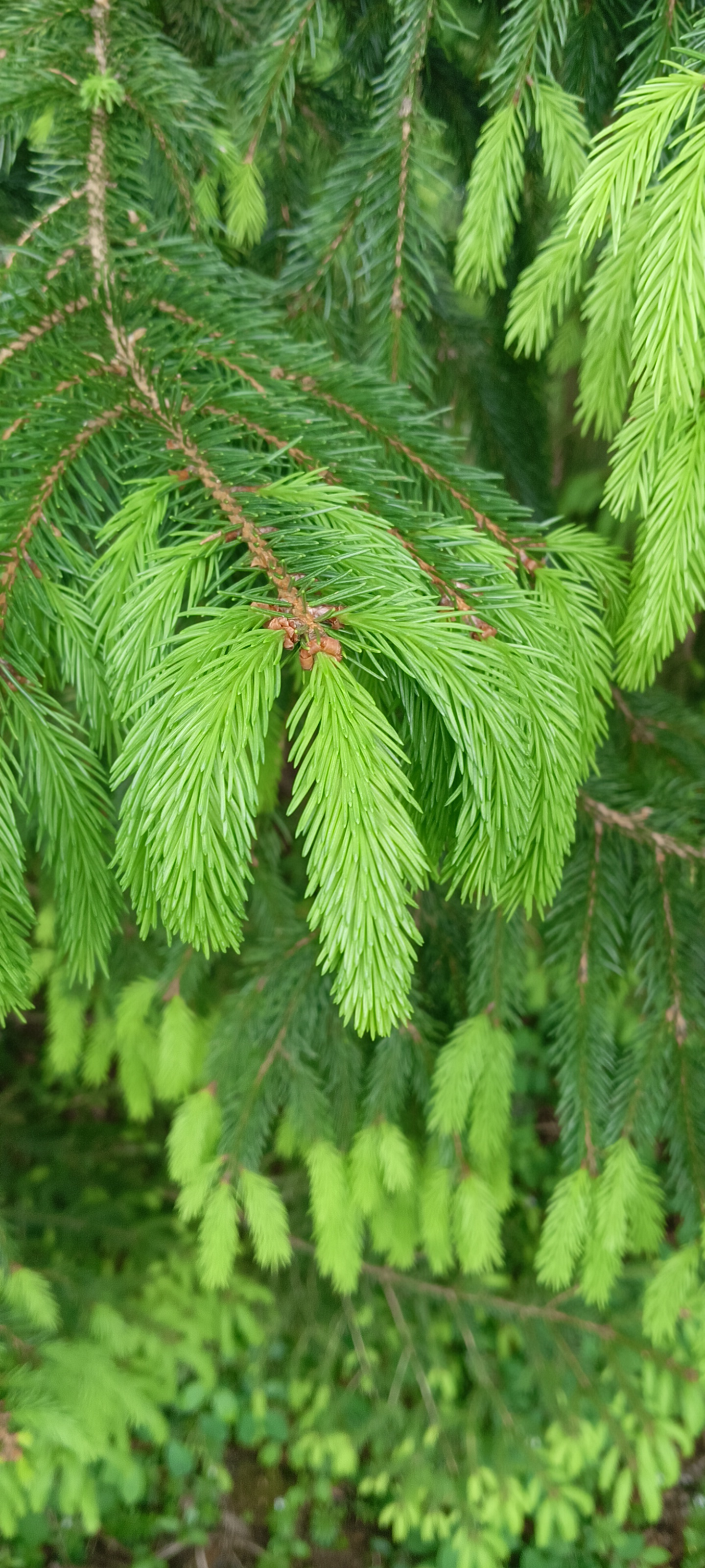 Fichtenspitzenhonig vegan beesqueeze Honigalternative rein pflanzlich vegan im praktischen Quetschbeutel Bild Fichtenspitzen