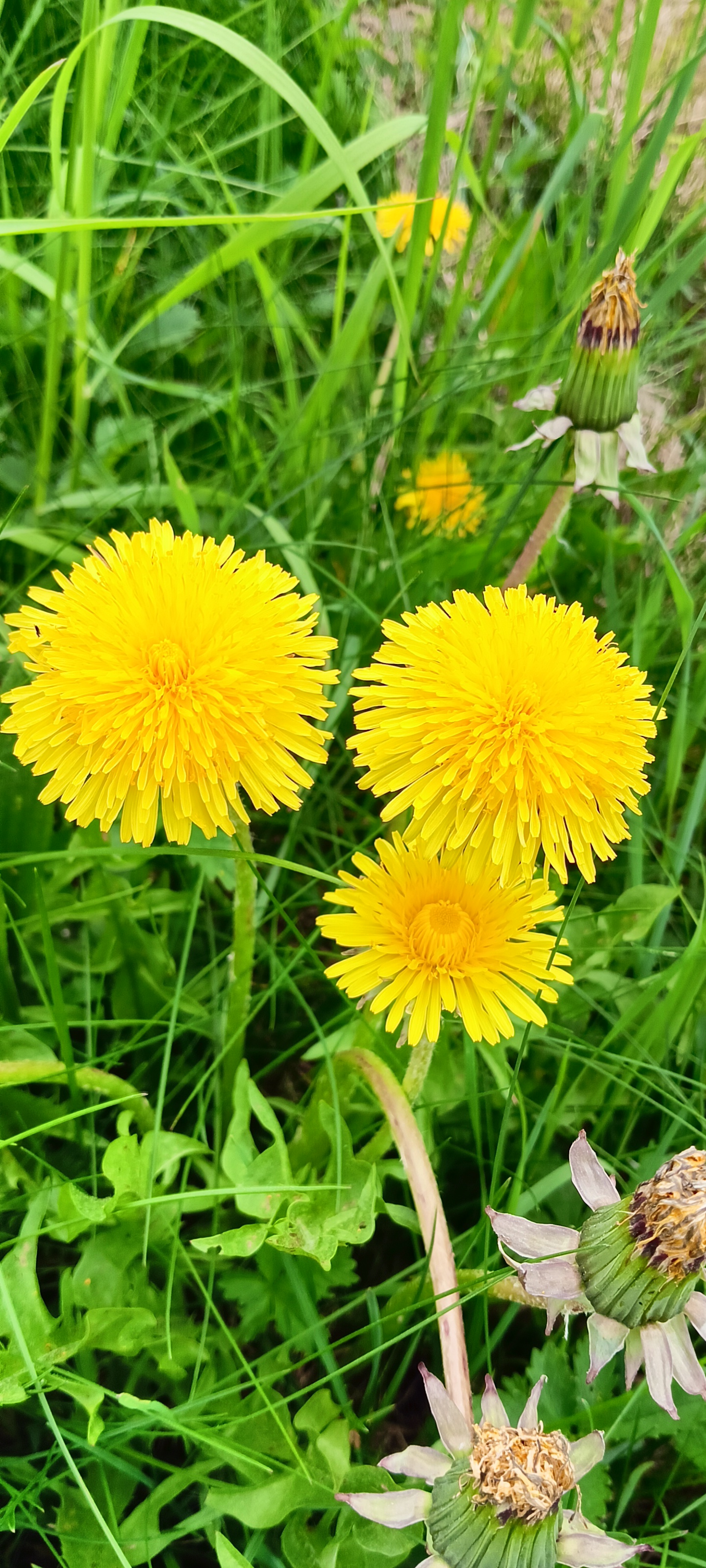 Löwenzahnhonig Bild Löwenzahn beesqueeze Honigalternative im praktischen Quetschbeutel